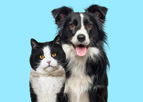 Uma imagem de um gato e um cachorro para ilustrar que o hotel aceita pets